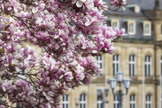 Magnolia blossom, blooming magnolias (Magnolia) in front of the New Palace, Stuttgart,