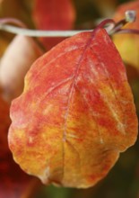 Kousa dogwood (Cornus kousa), single red leaf, North Rhine-Westphalia, Germany, Europe