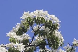 Flowering kousa dogwood (Cornus kousa), North Rhine-Westphalia, Germany, Europe