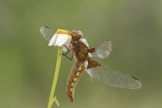 Broad-bodied chaser (Libellula depressa), female, Provence, Southern France