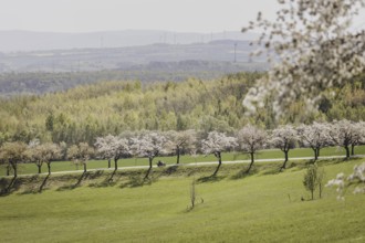 A motorbike rides along a cherry blossom avenue in Jauernick-Buschbach, 12.04.2024