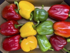 Vegetables red yellow green sweet pepper (Capsicum) Solanaceae in loose pieces Display by retail