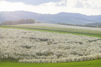 Fruit blossom near Maxen in the Eastern Ore Mountains, Maxen, Saxony, Germany, Europe