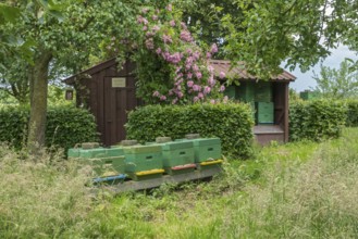 A rural scene with green beehives in front of a wooden hut, surrounded by blossoming flowers and