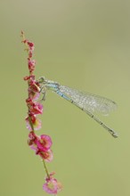 Small red-eyed damselfly (Erythromma viridulum), female with dewdrops, North Rhine-Westphalia,