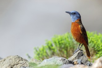 Cliff thrush, (Monticola rupestris), Monticole rocar, Cape rock thrush, A31, Mokhotlong District,