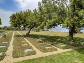 Olive trees (Olea europaea) stand between cast shadows on rows of grave slabs Gravestones Graves of