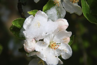 Apple blossoms on a tree in an orchard in the Eastern Ore Mountains. A cold snap led to late