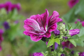 Common mallow (Malva sylvestris), North Rhine-Westphalia, Germany, Europe