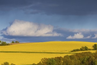 Spring landscape on the Alte Poststraße with blossoming rape fields in the Osterzgebirge, Rippien,