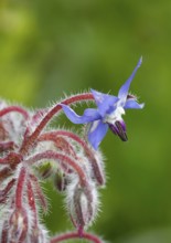 Borage (Borago officinalis), flowers and buds, North Rhine-Westphalia, Germany, Europe