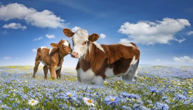 A brown cow and a calf, studio, AI generated