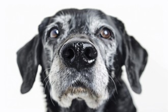 Close up of dog nose of very old dog with gray hair on white background. KI generiert, generiert,