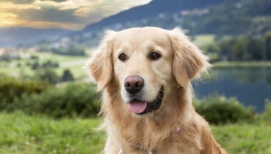 Pets, Dog, Golden Retriever, AI-generated, AI generated