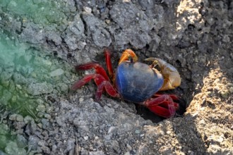 Harlequin crab (Cardisoma armatum), Manuel Antonio National Park, Puntarenas district, Costa Rica,