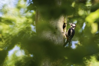 A great spotted woodpecker (Dendrocopos major) sits on a tree trunk in front of its nesting cavity,