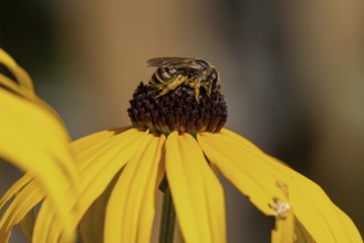 Honey bee (Apis mellifera) collecting nectar on a coneflower (Rudbeckia hirta), Baden-Württemberg,