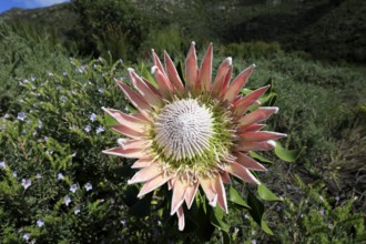 King Protea (Protea cynaroides), flower, flowering, flower, in spring, Kirstenbosch Botanical