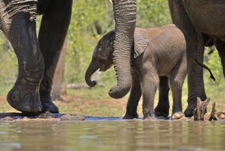 African elephant (Loxodonta africana), young animal, with mother, baby elephant, calf, at the