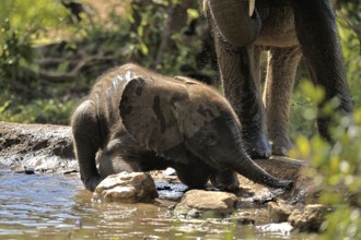 African elephant (Loxodonta africana), young elephant, baby elephant, calf, at the water, drinking,