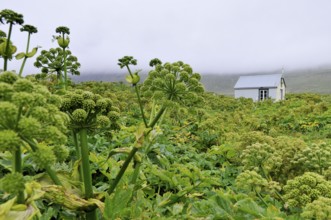 Angelica archangelica, chapel, Furufjörður, Hornstrandir, Iceland, Europe