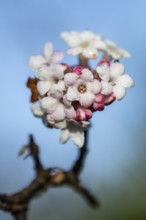 Winter snowball (Viburnum bodnantense Dawn), Emsland, Lower Saxony, Germany, Europe