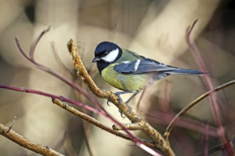 Great tit (Parus major), sitting on a branch, Baden-Württemberg, Germany, Europe