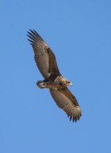 Bateleur (Terathopius ecaudatus), juvenile in flight against a blue sky, Etosha National Park,