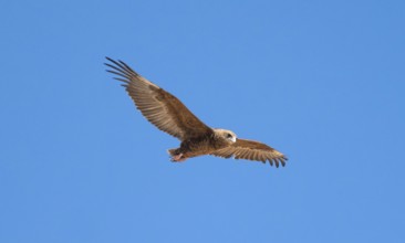 Bateleur (Terathopius ecaudatus), juvenile in flight against a blue sky, Etosha National Park,