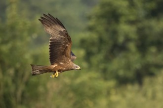 A black kite (Milvus migrans) in free flight in front of a green forest backdrop, Hesse, Germany,