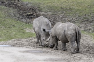 White rhinoceroses (Ceratotherium simum), Emmen Zoo, Netherlands