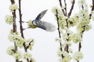 A blue tit (Parus caeruleus) taking off between branches with white flowers, Hesse, Germany, Europe