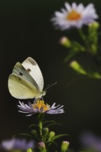 A Small white (Pieris rapae) sitting on a blooming purple flower against a dark background, Hesse,