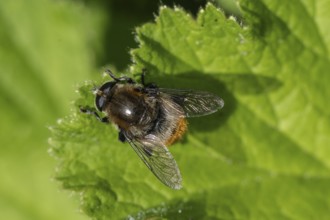 Bumblebee hoverfly (Volucella bombylans), Emsland, Lower Saxony, Germany, Europe