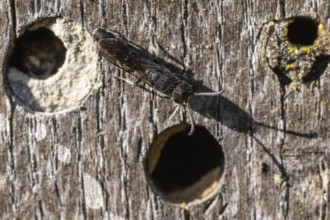 Common furrow wasp (Monosapyna clavicornis), Emsland, Lower Saxony, Germany, Europe