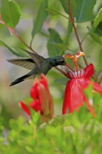 Broad-billed hummingbird (Cynanthus latirostris), adult, male, flying, on flower, foraging, Sonoran