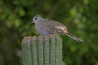 Inca dove (Columbina Inca), adult, on cactus, Sonora Desert, Arizona, North America, USA, North