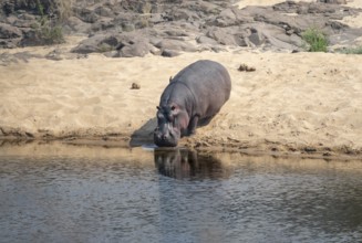 Hippopotamus (Hippopatamus amphibius) on the sandy bank of a river, adult, Kruger National Park,