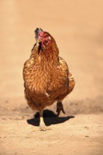 Domestic fowl (Gallus gallus domesticus), adult, female, running, Pantanal, Brazil, South America