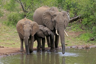 African elephant (Loxodonta africana), juvenile, mother, adult, female, mother with two juveniles,