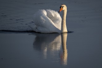 Mute swan (Cygnus olor), evening light, Bagges Dæmning, Ringkøbing Fjord, Denmark, Europe