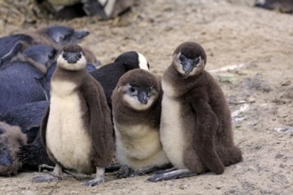 African penguin (Spheniscus demersus), juvenile, group, Boulders Beach, Simonstown, Western Cape,