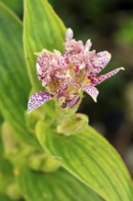 Bristly toad lily (Tricyrtis hirta), flowering, flower, Ellerstadt, Germany, Europe