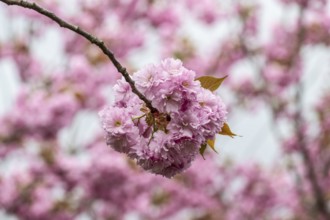 Japanese flowering cherry (Prunus serrulata Kanzan), Emsland, Lower Saxony, Germany, Europe