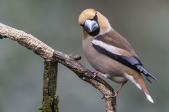 Hawfinch (Coccothraustes coccothraustes), Emsland, Lower Saxony, Germany, Europe