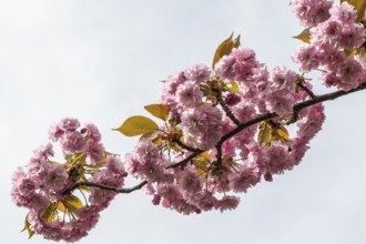 Japanese flowering cherry (Prunus serrulata Kanzan), Emsland, Lower Saxony, Germany, Europe