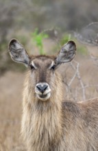 Ellipsen waterbuck (Kobus ellipsiprymnus), adult female, animal portrait, Kruger National Park,