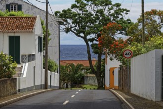 Quiet street view with whitewashed houses and sea view, surrounded by Mediterranean vegetation and