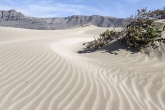 Dune landscape, Playa de Famara, Lanzarote, Canary Islands, Spain, Europe