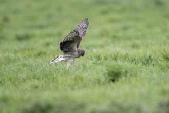 Hen harrier (Circus cyaneus), Emsland, Lower Saxony, Germany, Europe